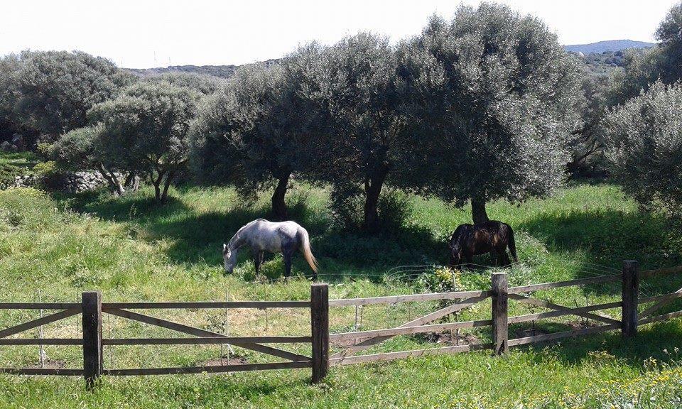 B&B L' Incantu Santa Teresa Gallura Dış mekan fotoğraf